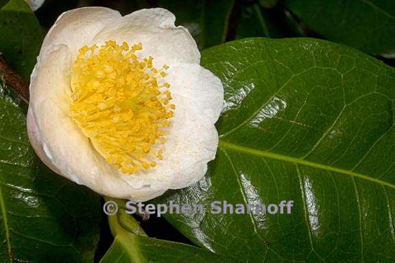 camellia irrawadiensis 1 graphic